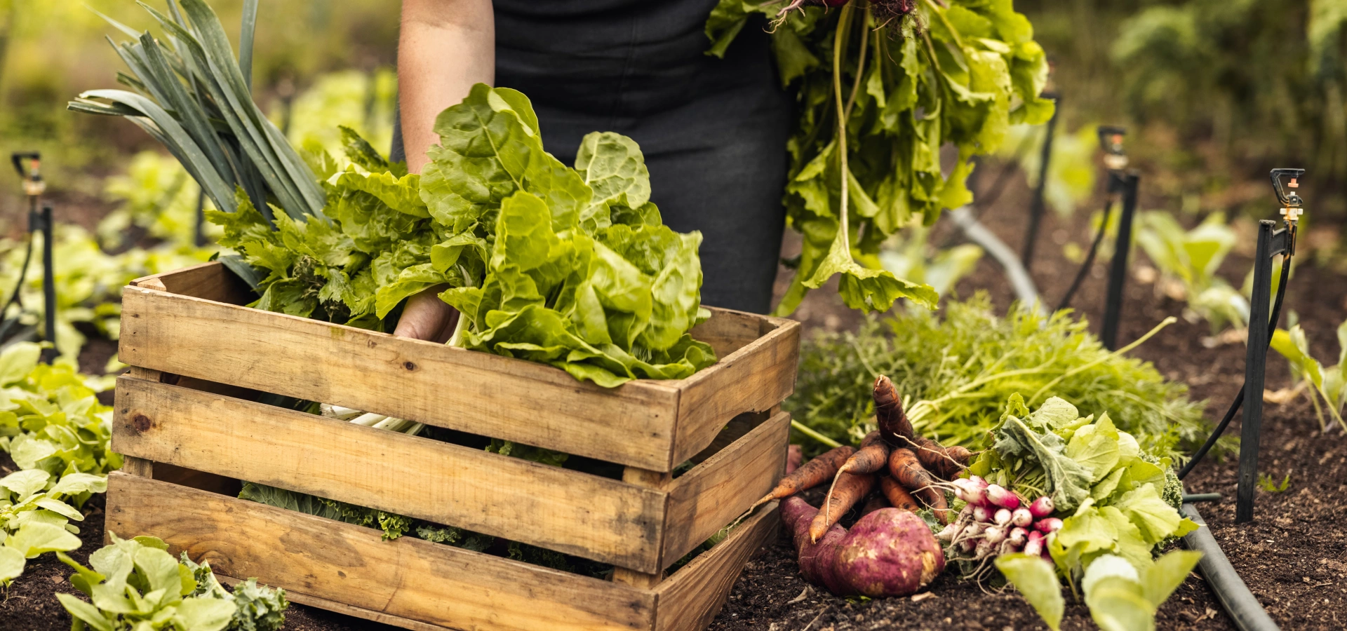 A person holding a wooden box full of salads.