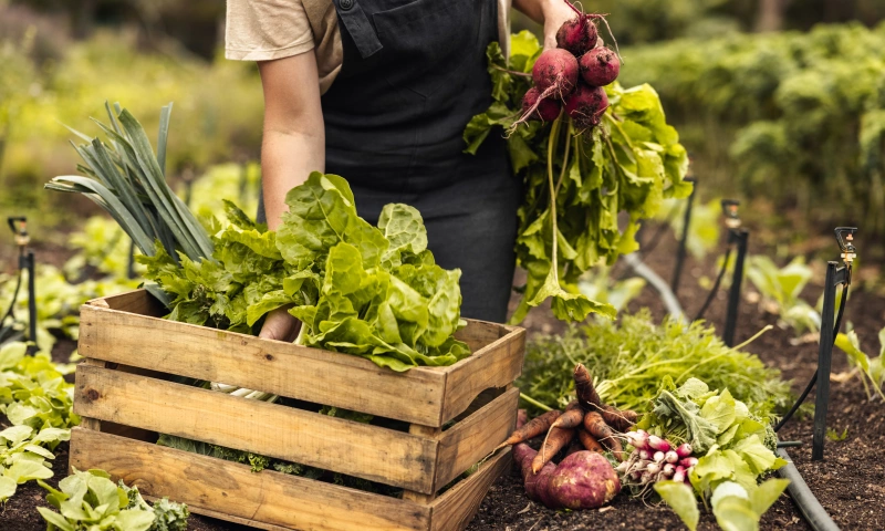 A person holding a wooden box full of salads.