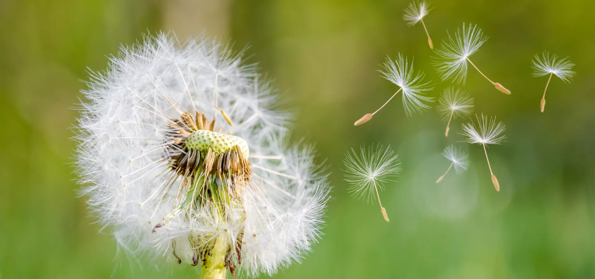 Dandelion with some of its spores blowing away.