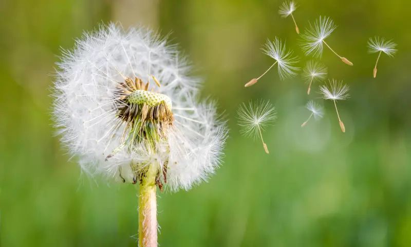 Dandelion with some of its spores blowing away.