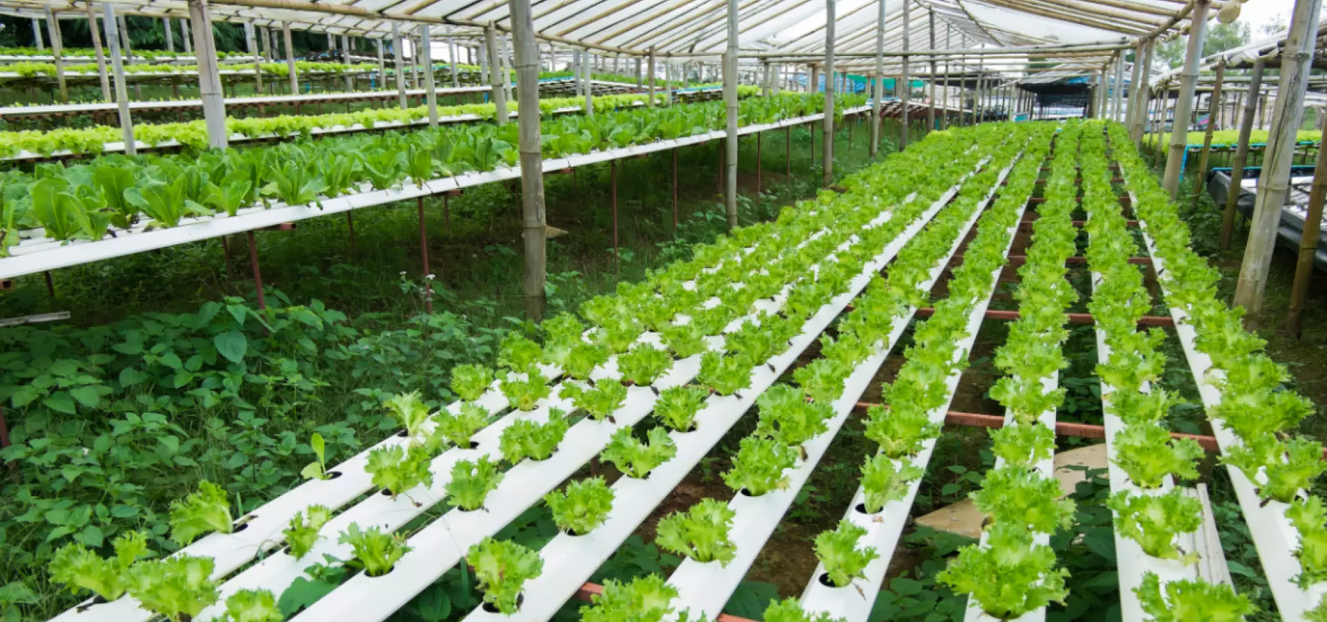 Greenhouse with salad growing.