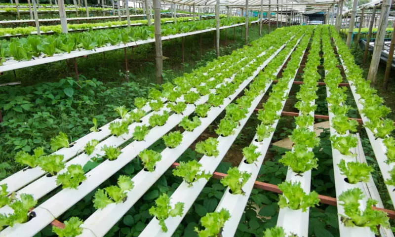 Greenhouse with salad growing.